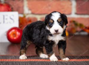 tri-colored mini bernedoodle near Chicago Illinois