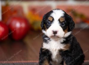 tri-colored mini bernedoodle near Chicago Illinois