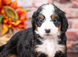 tri-colored mini bernedoodle near Chicago Illinois