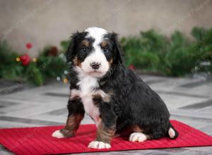 male mini bernedoodle near Chicago Illinois