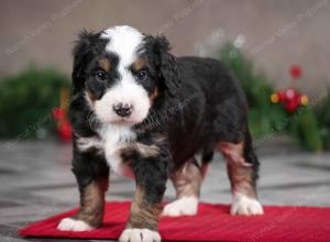 male mini bernedoodle near Chicago Illinois