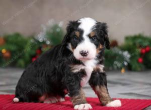 male mini bernedoodle near Chicago Illinois