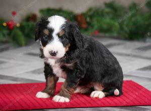 male mini bernedoodle near Chicago Illinois