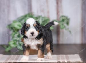 F1 mini bernedoodle near Chicago Illinois