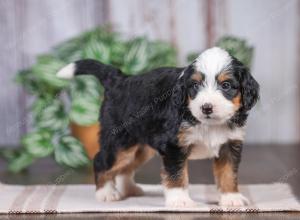 F1 mini bernedoodle near Chicago Illinois