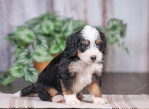 F1 mini bernedoodle near Chicago Illinois