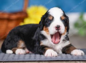 F1 mini bernedoodle near Chicago Illinois