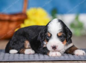 F1 mini bernedoodle near Chicago Illinois