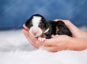 Mini bernedoodle near Chicago Illinois 