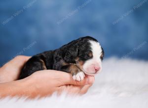 Mini bernedoodle near Chicago Illinois 