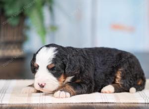 Mini bernedoodle near Chicago Illinois 