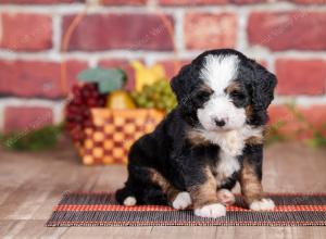 Mini bernedoodle near Chicago Illinois 