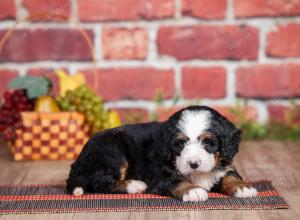 Mini bernedoodle near Chicago Illinois 