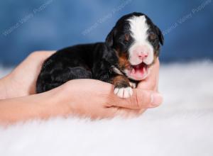 Mini bernedoodle near Chicago Illinois 