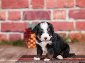 Mini bernedoodle near Chicago Illinois 