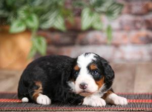 female mini bernedoodle near Chicago Illinois