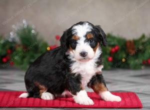 female mini bernedoodle near Chicago Illinois