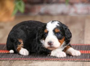 female mini bernedoodle near Chicago Illinois