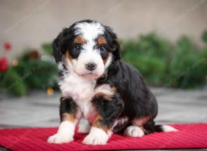 female mini bernedoodle near Chicago Illinois