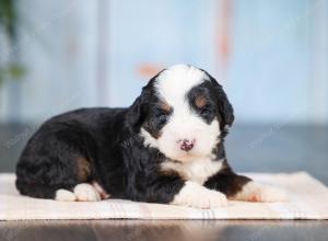 Mini bernedoodle near Chicago Illinois 