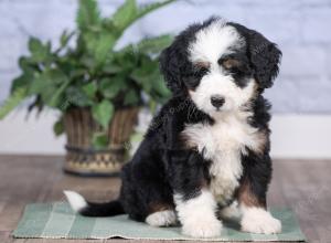 Mini bernedoodle near Chicago Illinois 