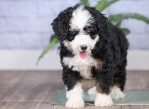 Mini bernedoodle near Chicago Illinois 