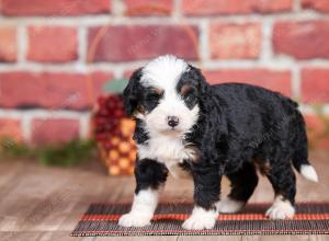 Mini bernedoodle near Chicago Illinois 