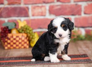 Mini bernedoodle near Chicago Illinois 