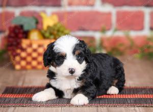 Mini bernedoodle near Chicago Illinois 