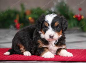 male mini bernedoodle near Chicago Illinois