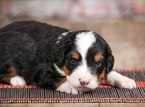 male mini bernedoodle near Chicago Illinois