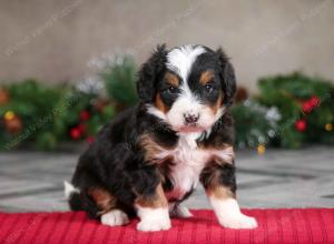 male mini bernedoodle near Chicago Illinois