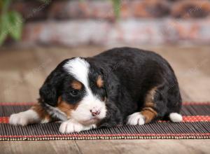 male mini bernedoodle near Chicago Illinois