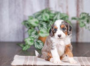 F1 mini bernedoodle near Chicago Illinois