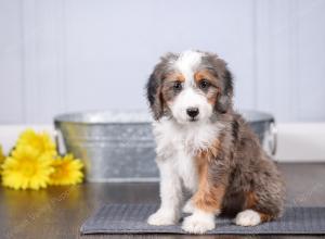 F1 mini bernedoodle near Chicago Illinois