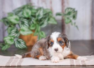 F1 mini bernedoodle near Chicago Illinois