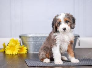 F1 mini bernedoodle near Chicago Illinois