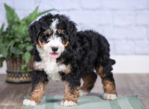 Mini bernedoodle near Chicago Illinois 