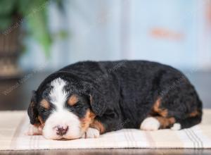 Mini bernedoodle near Chicago Illinois 