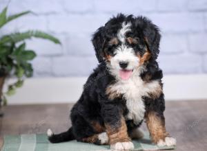 Mini bernedoodle near Chicago Illinois 