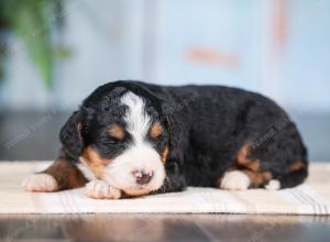 Mini bernedoodle near Chicago Illinois 