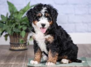 Mini bernedoodle near Chicago Illinois 