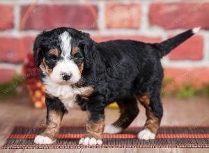 Mini bernedoodle near Chicago Illinois 