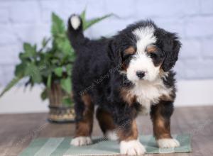 Mini bernedoodle near Chicago Illinois 