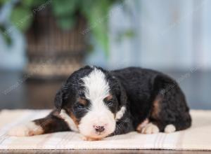 Mini bernedoodle near Chicago Illinois 