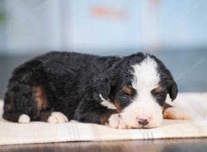 Mini bernedoodle near Chicago Illinois 