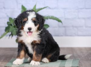 Mini bernedoodle near Chicago Illinois 