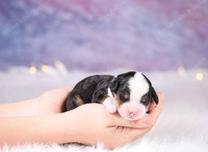  tri-colored mini bernedoodle near Chicago Illinois