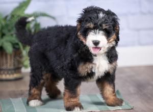 Mini bernedoodle near Chicago Illinois 