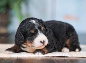 Mini bernedoodle near Chicago Illinois 